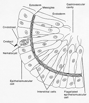 section of Hydra body wall