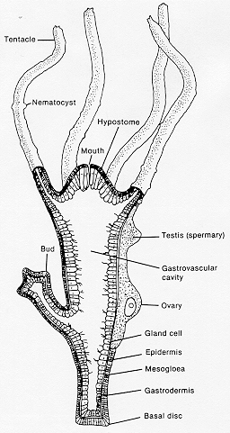section of Hydra