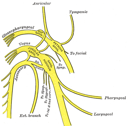 accessory nerve