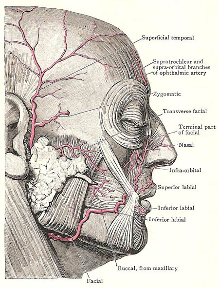 facial nerve