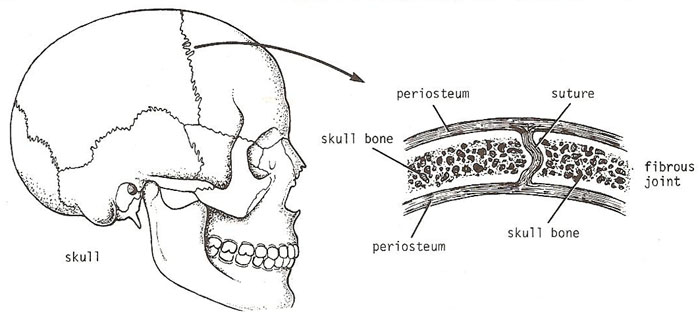 fibrous joint
