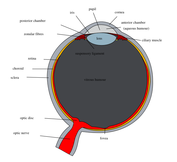 human eye