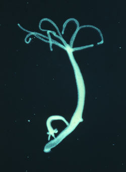 hydra
