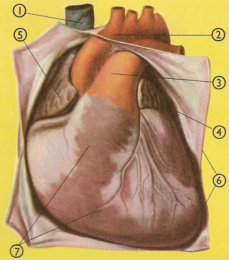 pericardium