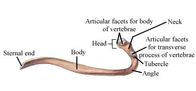 rib