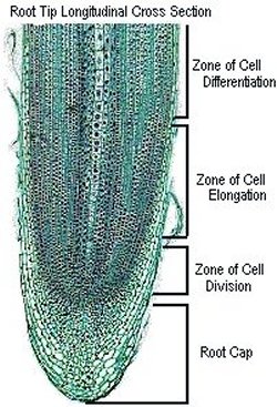 root longitudinal cross section