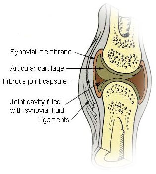 synovial joint