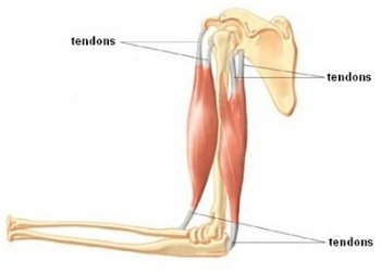 tendons