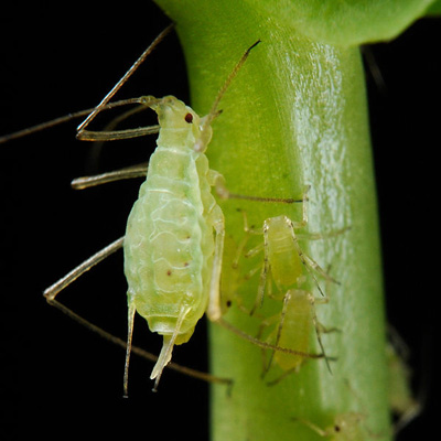 albite
