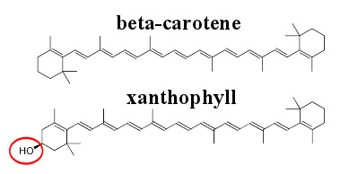 xanthophyll and beta-carotene