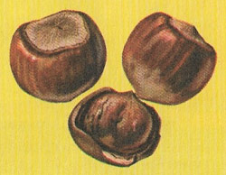 hazel nuts