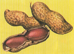 peanuts