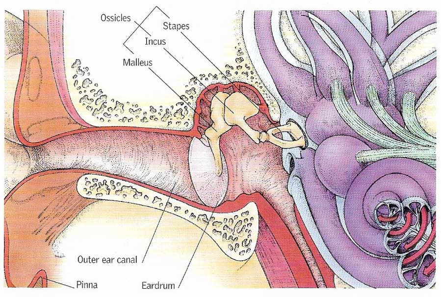 auditory ossicles