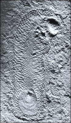 Halkieriid fossil in the Burgess Shale