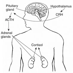 The hypothalamus sends CRH to the pituitary, which responds by secreting ACTH. ACTH then causes the adrenals to release cortisol into the bloodstream