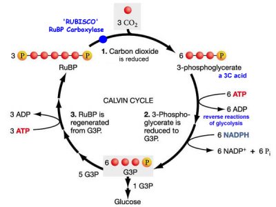 Image result for calvin cycle