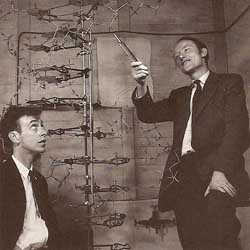 James Watson (left) and Francis Crick (right) next to the first model they made of the structure of DNA in 1953