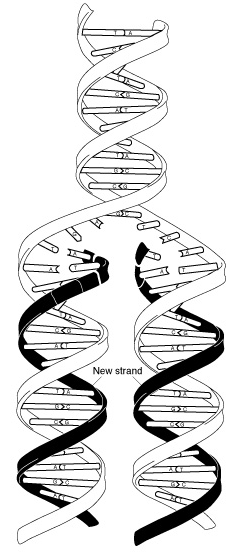 DNA replication overview