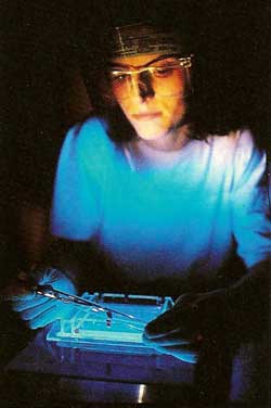 Researcher is working under an ultraviolet light while preparing a gel used in the separation of DNA. The visor is worn to shield the eyes from the UV light.