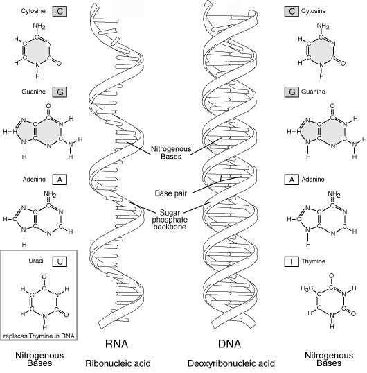 Comparison of RNA and DNA molecules