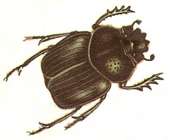 Sacred Scarab beetle