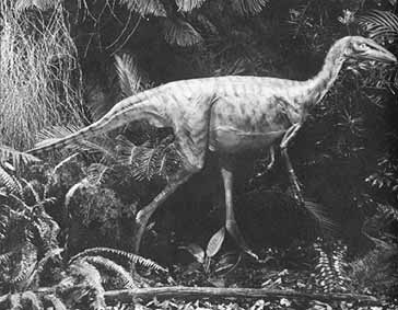 reconstruction of Stenonychosaurus