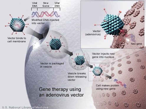use adenovirus in gene therapy