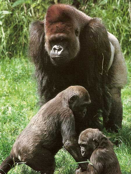 adult gorilla and young