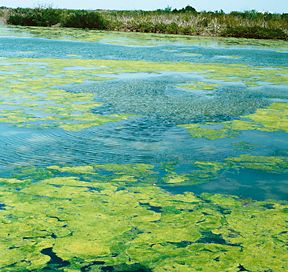 An algal bloom leaves a green scum-like substance on the waters of the Indian River Lagoon, Florida, in the mid-1990s