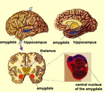 location of the amygdala within the brain