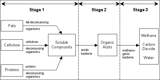 stages of anaerobic digestion