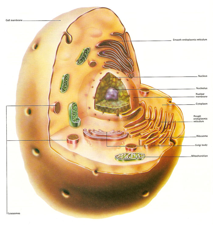 animal cell membrane. of a typical animal cell