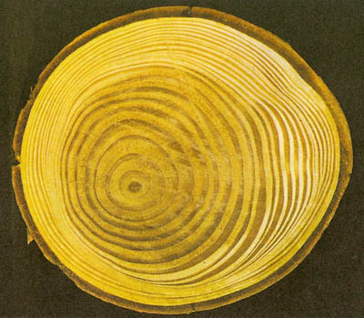 annual rings in the trunk of a Douglas fir
