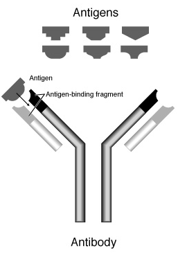 antibody and antigens