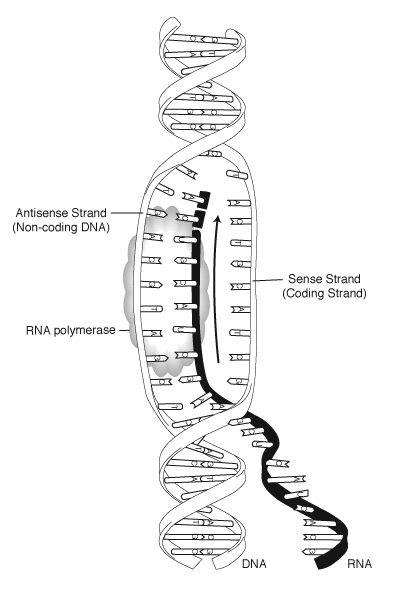 sense and antisense strands of DNA