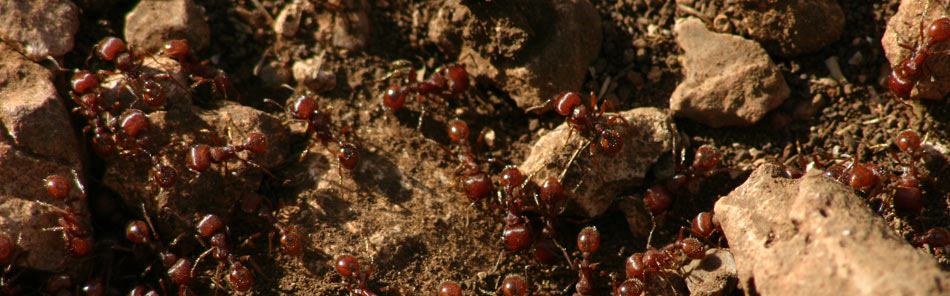 ants in a colony
