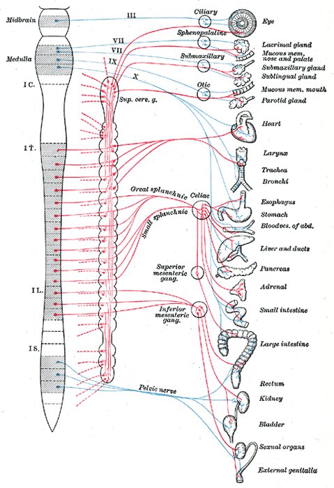 Human autonomic nervous system, 
            showing sympathetic nerve fibers and parasympathetic nerve fibers