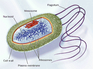 bacterium structure