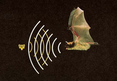 a bat finding its prey by echolocation