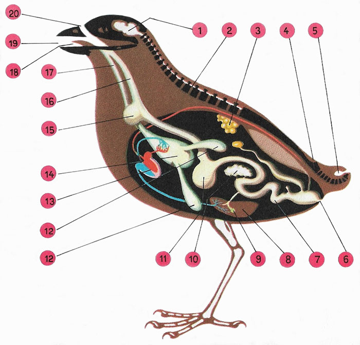 Bird anatomy