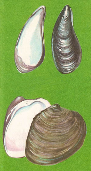 examples of bivalves
