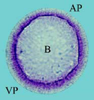 Blastula Cell
