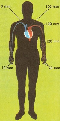 blood pressure in different parts of the body