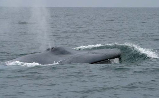 whale pictures. blue whale