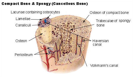 spongy and compact bone