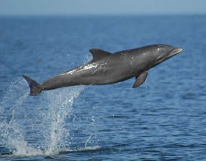 Bottlenose dolphin. Image credit: NOAA