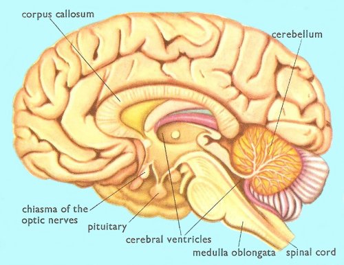 human brain, lateral cross-section