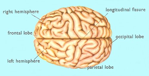 brain, seen from above