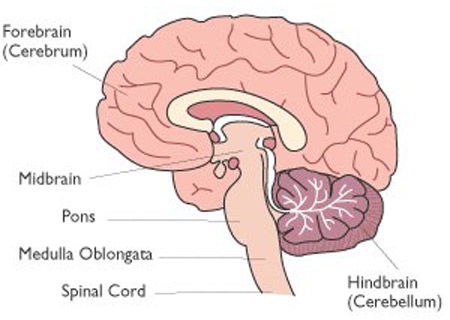 longitudinal cross-section of the brain