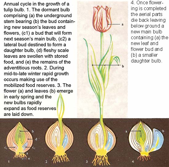 annual cycle in the growth of a tulip bulb